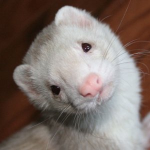 My Chupa