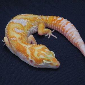 het RAPTOR