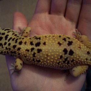 Very Gravid Trixie
