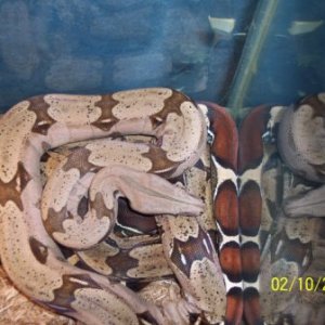 my_marajo_guyana_female