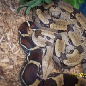 cb '03 Belknap suriname bcc