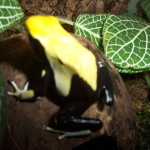 D.tinctorius