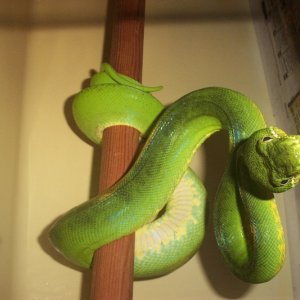 Corallus caninus