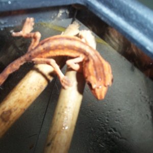 Uroplatus lineatus