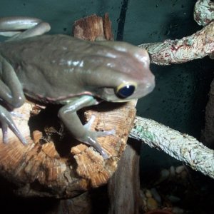 Phyllomedusa sauvugi