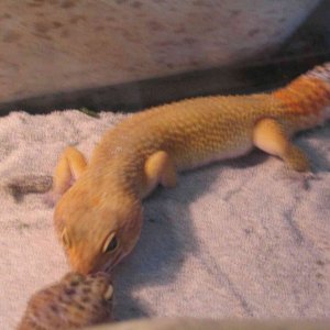 IMG_06661