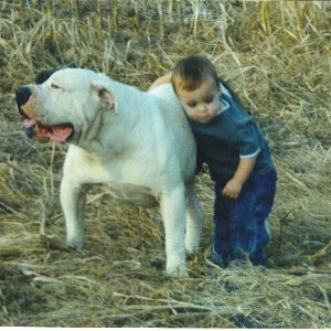 american bulldogs trade for morp pythons