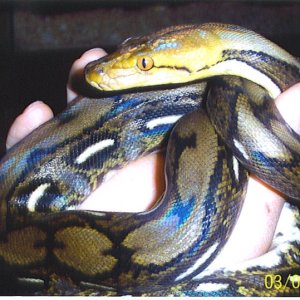 first retic what do you think