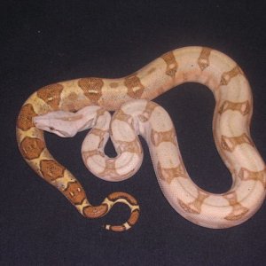 05 Female Pastel Hogg-Holdback-pic#3