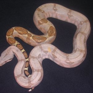 05 Female Pastel Hogg-Holdback