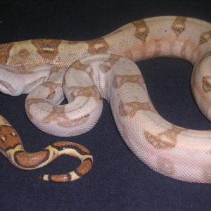 05 Female Pastel Hogg-Holdback  pic#2