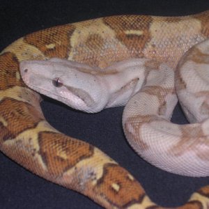 05 Female Pastel Hogg-Holdback