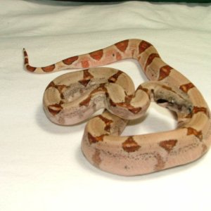 Pastel hypo #2