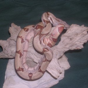 My 05 Pastel Hypo