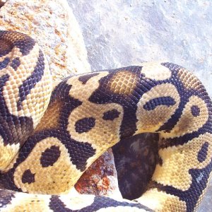 Bell Pastel male closeup