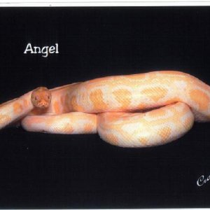 angel1_001
