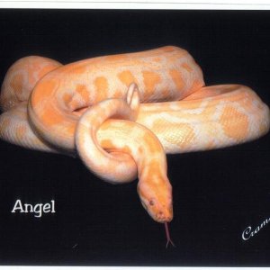 angel1