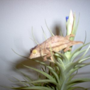 R. Brevicadatus