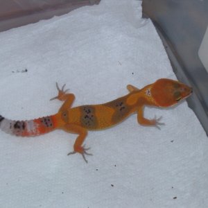 06 tang female