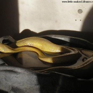 Female Butter