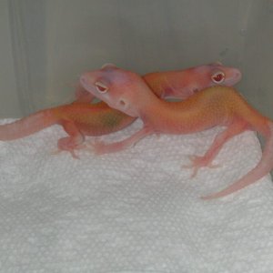 RAPTORS