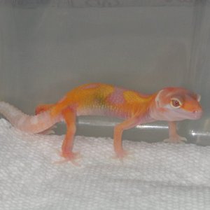 Snake Eyed RAPTOR