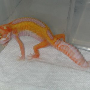 Revers Stripe, Het RAPTOR