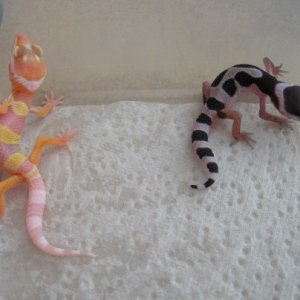 Gem snow & Bell hybino hatchlings