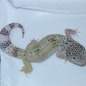Mack Snow (hypo)