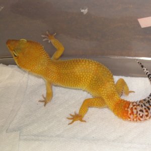 SHTCTB female