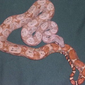 My new Hogg #2