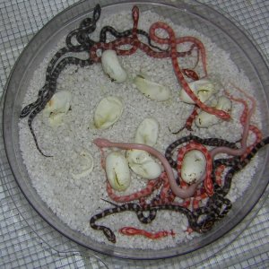 quad_het_hatchlings