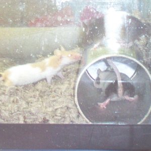 Breeder mice