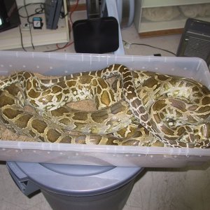 Lots_of_variety