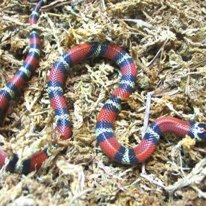 female_micropholis_1_1