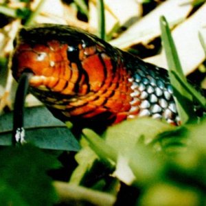 Wild Indigo