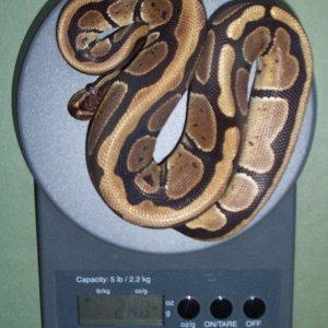 lngstripe