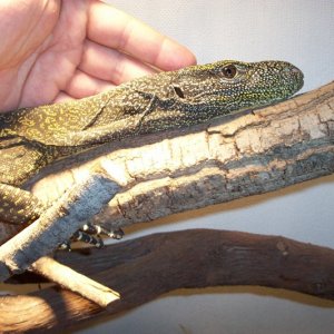 mycroc