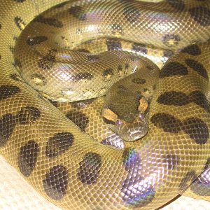 Puppydog2_the_anaconda_