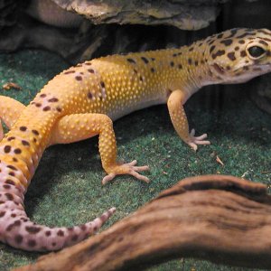 Kismet - hypo Tang