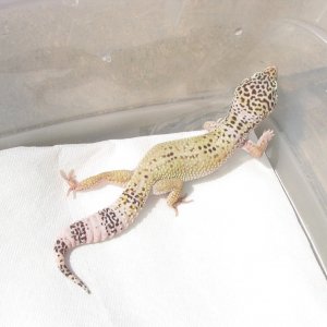 Hypo