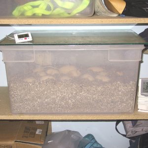 Incubation_Chamber