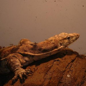 Sulfer water monitor