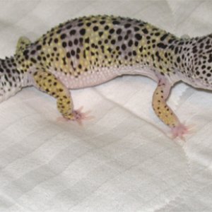 domino