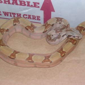 05m poss super salmon 66%het sharp albino