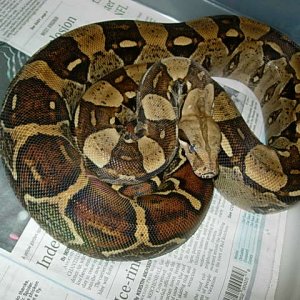 female_4_columbian_boa_2