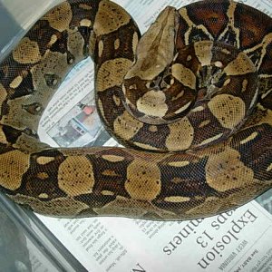 female_4_columbian_boa