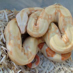 Stripeline Albino