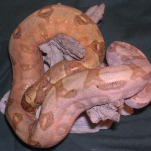 05 M Pastel Hogg-Orange