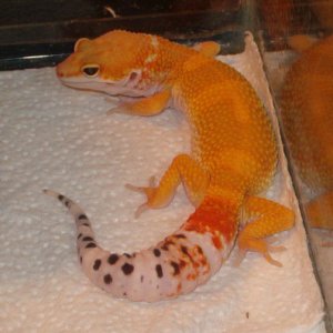 Chico